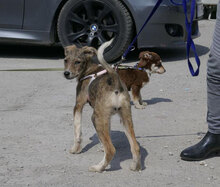 JOGA, Hund, Mischlingshund in Bulgarien - Bild 4