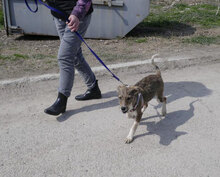 JOGA, Hund, Mischlingshund in Bulgarien - Bild 5