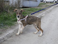 JOGA, Hund, Mischlingshund in Bulgarien - Bild 6