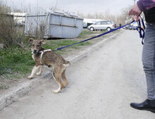 JOGA, Hund, Mischlingshund in Bulgarien - Bild 7