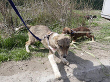 JOGA, Hund, Mischlingshund in Bulgarien - Bild 8