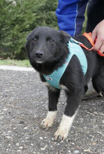 ALMY, Hund, Mischlingshund in Bulgarien