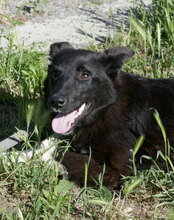 ALMY, Hund, Mischlingshund in Hadamar - Bild 13