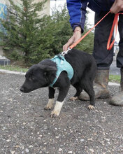 ALMY, Hund, Mischlingshund in Hadamar - Bild 2