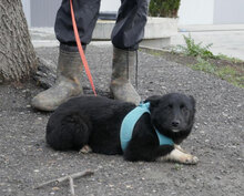 ALMY, Hund, Mischlingshund in Hadamar - Bild 3