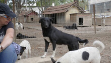 ALMY, Hund, Mischlingshund in Hadamar - Bild 6