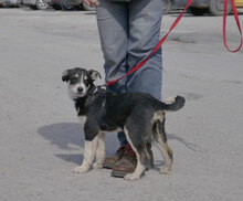 TAJU, Hund, Siberian Husky-Mix in Hamburg - Bild 1