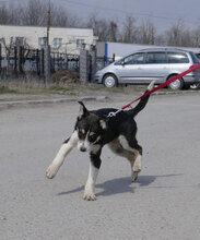 TAJU, Hund, Siberian Husky-Mix in Hamburg - Bild 10