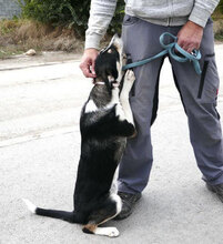 TAJU, Hund, Siberian Husky-Mix in Hamburg - Bild 14