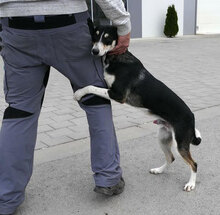 TAJU, Hund, Siberian Husky-Mix in Hamburg - Bild 15