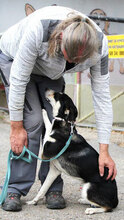 TAJU, Hund, Siberian Husky-Mix in Hamburg - Bild 16