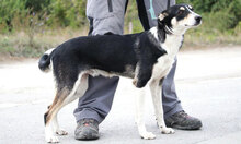 TAJU, Hund, Siberian Husky-Mix in Hamburg - Bild 17