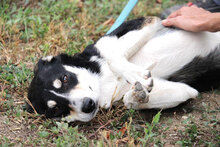 TAJU, Hund, Siberian Husky-Mix in Hamburg - Bild 19