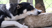 TAJU, Hund, Siberian Husky-Mix in Hamburg - Bild 21