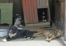 TAJU, Hund, Siberian Husky-Mix in Hamburg - Bild 23