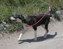 TAJU, Hund, Siberian Husky-Mix in Hamburg - Bild 24