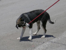 TAJU, Hund, Siberian Husky-Mix in Hamburg - Bild 25