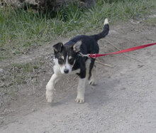 TAJU, Hund, Siberian Husky-Mix in Hamburg - Bild 3