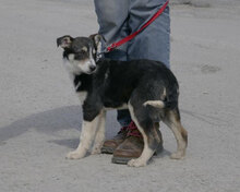 TAJU, Hund, Siberian Husky-Mix in Hamburg - Bild 4