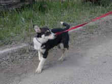 TAJU, Hund, Siberian Husky-Mix in Hamburg - Bild 5