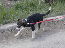 TAJU, Hund, Siberian Husky-Mix in Hamburg - Bild 6