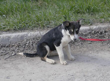 TAJU, Hund, Siberian Husky-Mix in Hamburg - Bild 7