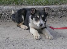 TAJU, Hund, Siberian Husky-Mix in Hamburg - Bild 8