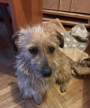 LIESELE, Hund, Mischlingshund in Rumänien