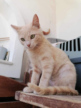 CINNAMON, Katze, Hauskatze in Griechenland