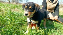 FINY, Hund, Mischlingshund in Ungarn