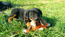 JONA, Hund, Mischlingshund in Ungarn