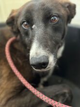 OLLI, Hund, Labrador-Galgo Español-Mix in Spanien - Bild 1