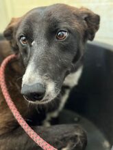 OLLI, Hund, Labrador-Galgo Español-Mix in Spanien - Bild 3