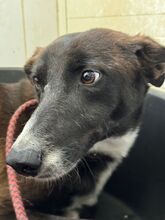 OLLI, Hund, Labrador-Galgo Español-Mix in Spanien - Bild 5