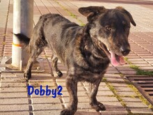 DOBBY2, Hund, Mischlingshund in Spanien - Bild 1