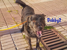 DOBBY2, Hund, Mischlingshund in Spanien - Bild 2