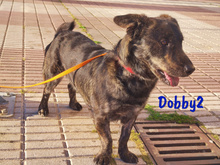 DOBBY2, Hund, Mischlingshund in Spanien - Bild 3