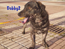 DOBBY2, Hund, Mischlingshund in Spanien - Bild 4