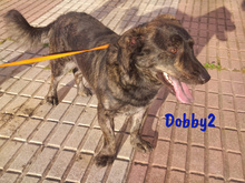 DOBBY2, Hund, Mischlingshund in Spanien - Bild 5