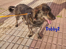 DOBBY2, Hund, Mischlingshund in Spanien - Bild 6