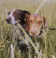 MATTIE, Hund, Podenco-Mix in Cuxhaven - Bild 2