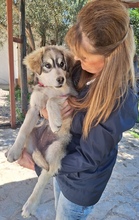 REEVA, Hund, Mischlingshund in Griechenland