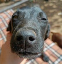 SPRING, Hund, Mischlingshund in Ungarn