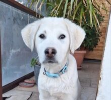 VICTOR, Hund, Mischlingshund in Griechenland
