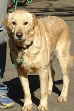 ASTOR, Hund, Golden Retriever-Mix in Rumänien - Bild 2