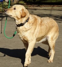 ASTOR, Hund, Golden Retriever-Mix in Rumänien - Bild 3