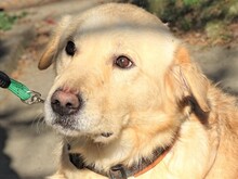 ASTOR, Hund, Golden Retriever-Mix in Rumänien - Bild 4