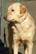 ASTOR, Hund, Golden Retriever-Mix in Rumänien - Bild 5