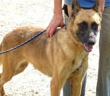 IKE, Hund, Malinois-Mix in Rumänien - Bild 2