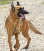 IKE, Hund, Malinois-Mix in Rumänien - Bild 3